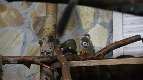 Group of Common squirrel monkeys Stock Footage 219882076
