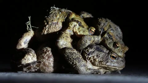 Group of common toad Bufo bufo during coupling. Stock Footage 305901001