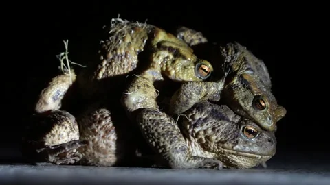 Group of common toads bufo bufo during mating. Stock Footage 305865120
