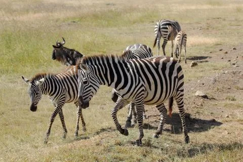 Group of common zebras Foto stock