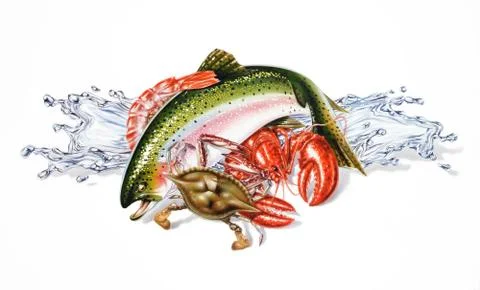 Group composition of different seafood and fish, with water splashes. Airbrus Stock Illustration