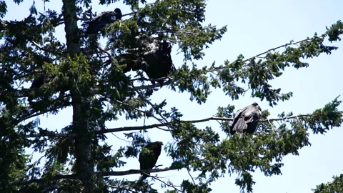 Group of condors perched in a conifer tree Stock Footage 344087616