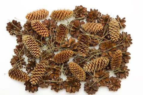 Group cone pine and spruce isolated on white Stock Photos