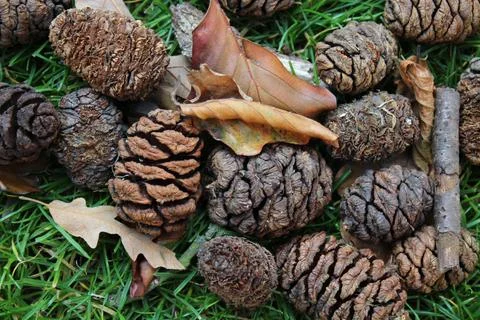 A group of cone seeds Stock Photos