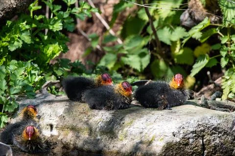 Group of coot chicks resting. Stock Photos