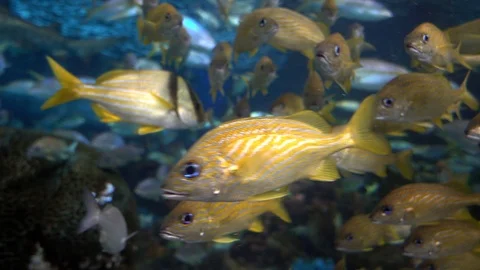 Group of coral fish, 4K Stock Footage 126329560
