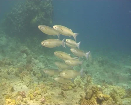 Group coral fish 動画素材 30061666