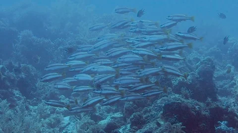 A group of coral fish. Stock Footage 89745485