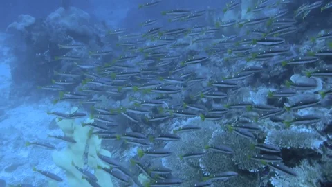 A group of coral fish. Stock Footage 89745633