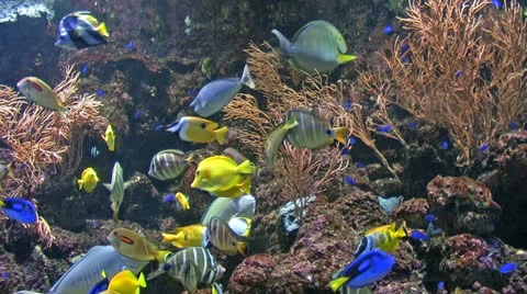 Group of coral fish in  water. Stock Footage 24003761
