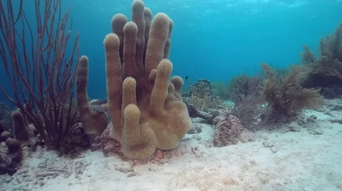 Group of coral pillars Stock Footage 105065013