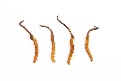 Group of cordyceps sinensis Stock Photos