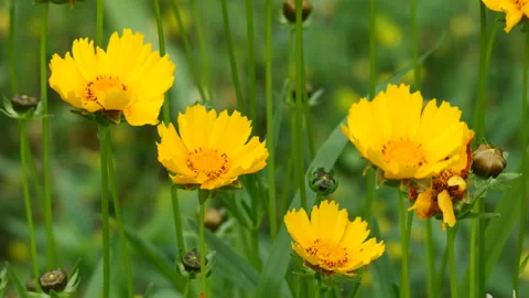 Group of Coreopsis Flowers Blowing in the Wind Stock Footage 242533795