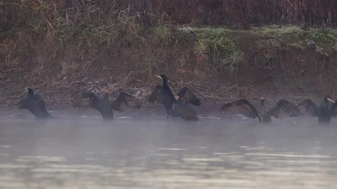 Group of cormorants (cormorani) flapping their wings in the fog -Italian nature Video stock 166690356
