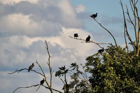 Group of cormorants perched on tree branches against a cloudy sky 写真素材