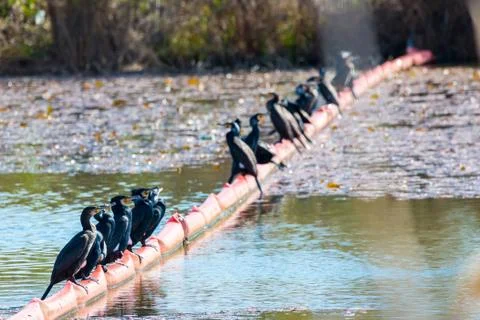 Group of Cormorants Fotos de archivo