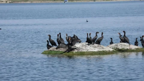 Group of cormorants resting on the water. Stock Footage 341985142