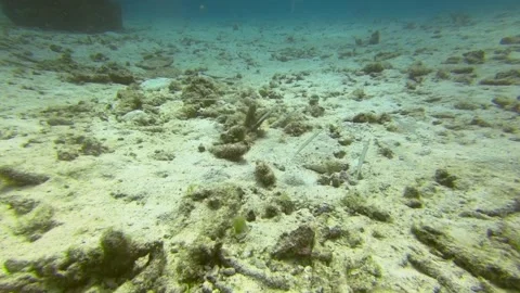 Group of Cornetfish Stock Footage 139608035