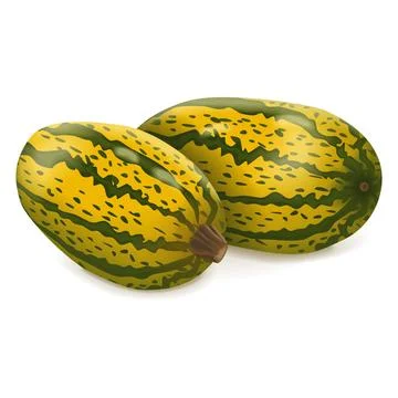 Group of Courge Spaghetti winter Squash Stock Illustration