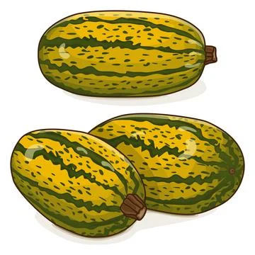 Group of Courge Spaghetti winter Squash Clipart. Stock Illustration