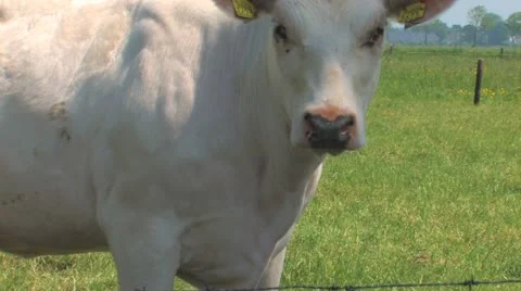 Group Cow jibshot A Stock Footage 12140489