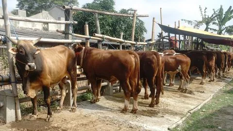 Group of cow Stock Photos