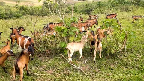 Group of cow running Stock Footage 102640684