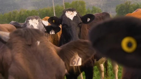 Group of cows 4 Vídeos de archivo 122608519