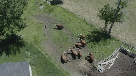 Group Of Cows Aerial View DLOG Stock Footage 139071945