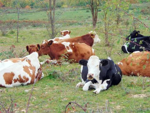A group of cows are sitting on the ground 库存照片