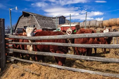 A group of cows are standing in a field next to a barn Stock Photos