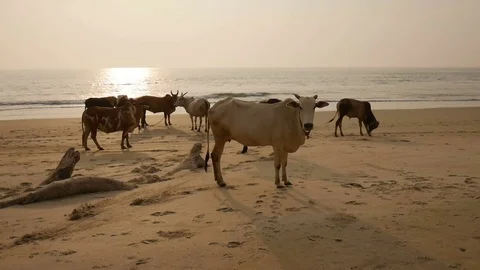 Group of cows are walking on the beach Stock Footage 73023492