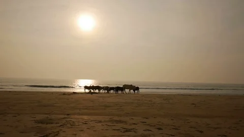 Group of cows are walking on the beach Stock Footage 73023578