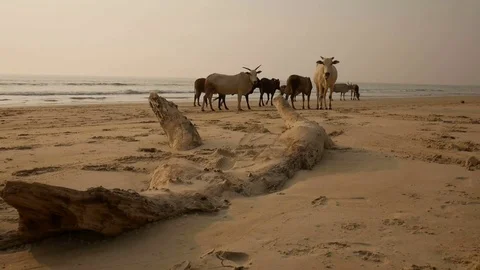 Group of cows are walking on the beach Stock Footage 73029019