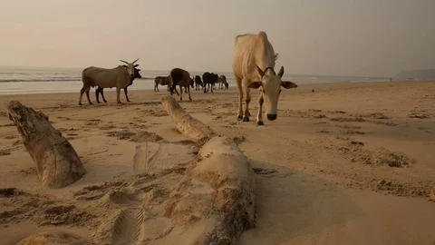Group of cows are walking on the beach Stock Footage 73029125