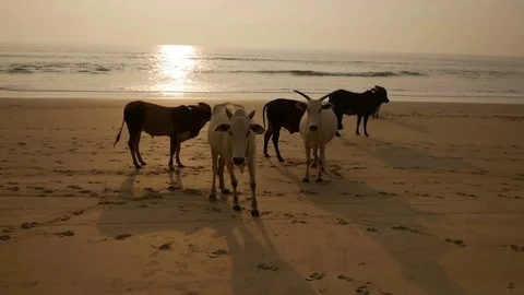 Group of cows are walking on the beach Stock Footage 73029273