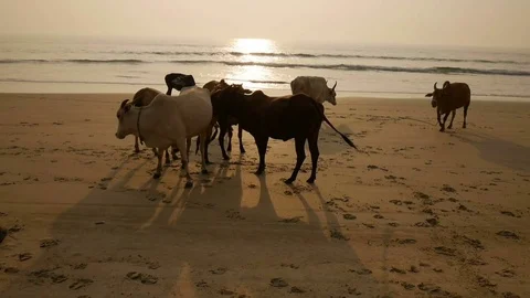 Group of cows are walking on the beach Stock Footage 73029451