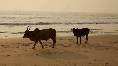 Group of cows are walking on the beach Stock Footage 73029649