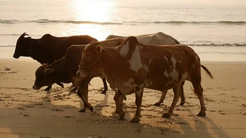 Group of cows are walking on the beach Stock Footage 73029775