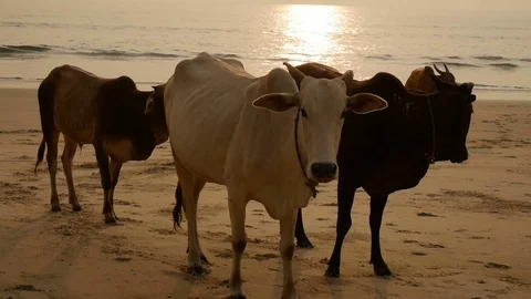 Group of cows are walking on the beach Stock Footage 73030044