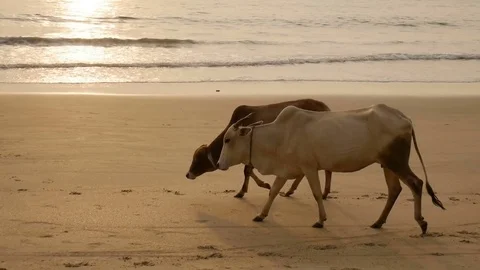 Group of cows are walking on the beach Stock Footage 73030381