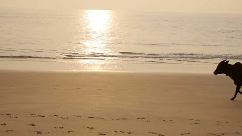 Group of cows are walking on the beach Stock Footage 73030884