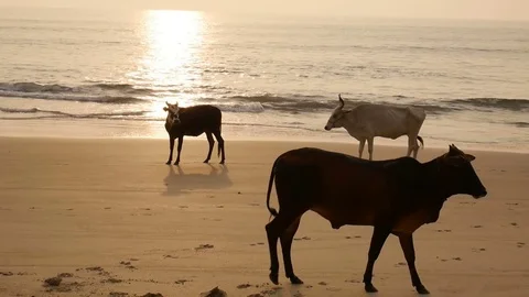 Group of cows are walking on the beach Stock Footage 73031157