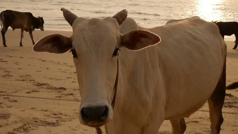 Group of cows are walking on the beach Stock Footage 73031578