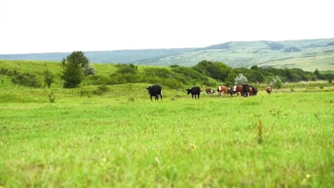A group of cows are walking on the green grass in the field. Stock Footage