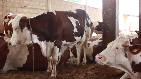 Group of cows in a barn Stock Footage 232052972