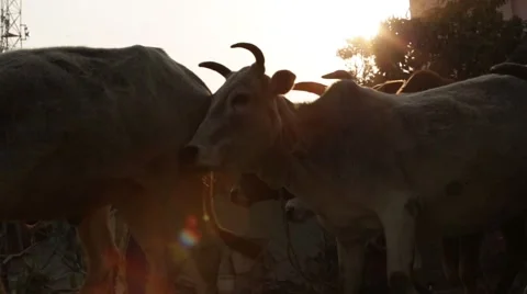Group of cows cattle crossing road in evening in sunset  Stock Footage 55648662