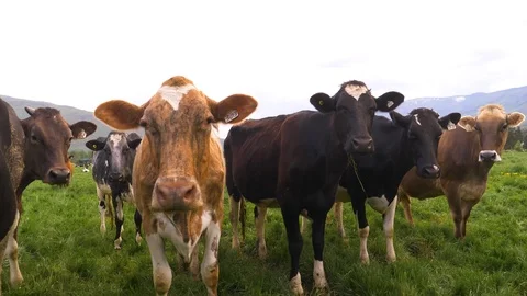 Group of cows with close up Stock Footage 122608482