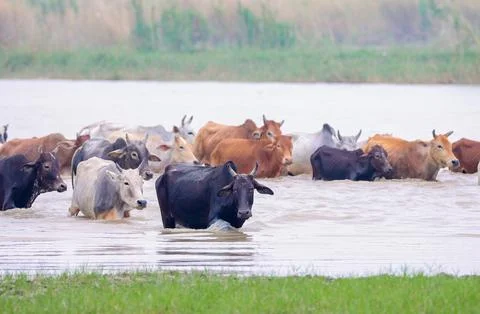 A group of cows crossing the river Stock Photos
