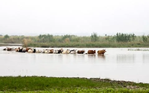 A group of cows crossing the river Stock Photos